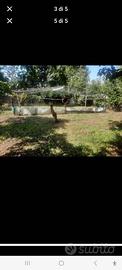 Struttura serra grande da giardino metri 5x6x3 – t