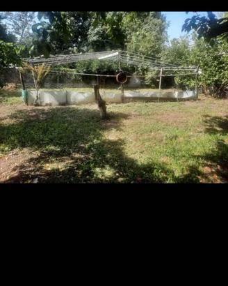 Struttura serra grande da giardino metri 5x6x3 – t