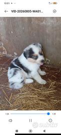 cuccioli australian shepherd 