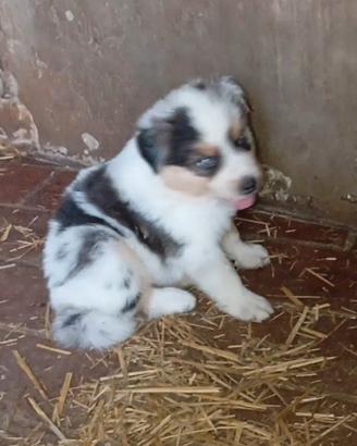 cuccioli australian shepherd 