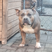 American bully femmina