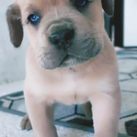 Cuccioli di cane Corso grigio blu e formentino