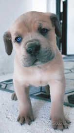 Cuccioli di cane Corso grigio blu e formentino