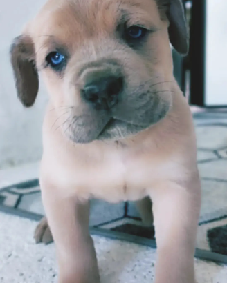 Cuccioli di cane Corso grigio blu e formentino