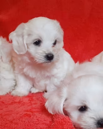 Maltese toy