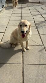 Kira - incrocio golden retriever/pastore abruzzese