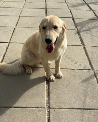 Kira - incrocio golden retriever/pastore abruzzese