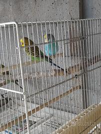 Cocorite