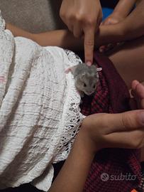 Cricetto russo nano