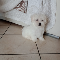Maltese