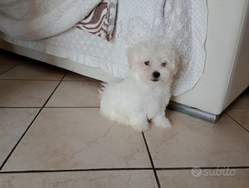 Maltese