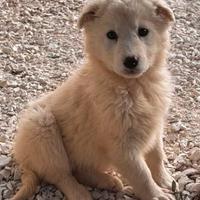 CUCCIOLE 3 MESI taglia media