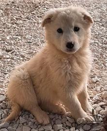 CUCCIOLE 3 MESI taglia media