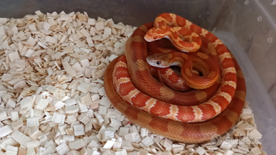 Pantherophis guttatus