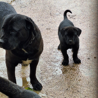 Cucciola di corso italiano