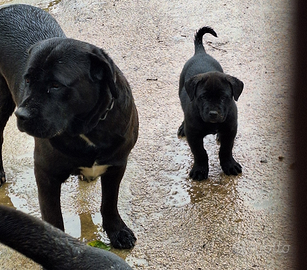 Cucciola di corso italiano