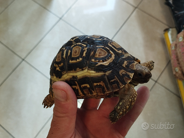 Tartaruga terrestre Pardalis