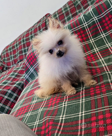 Toy mini pomerania spitz tedeschi nano pedigree