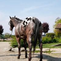 Appaloosa