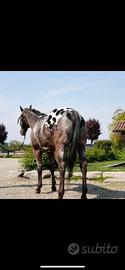 Appaloosa