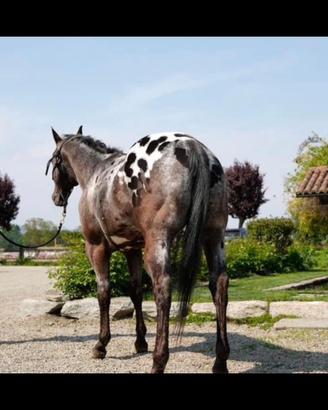Appaloosa