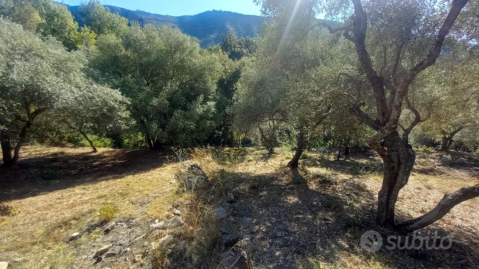 Terreno con uliveto e ruscello vicino a Cuglieri - Altro