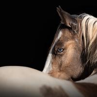 Cavallo con genetica rara per stagione di monta
