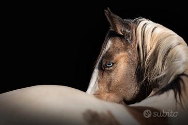 Cavallo con genetica rara per stagione di monta