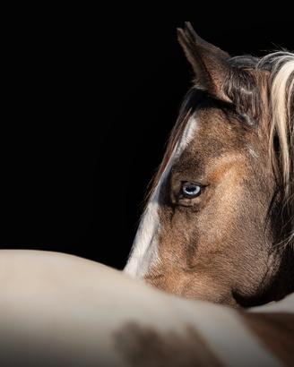Cavallo con genetica rara per stagione di monta