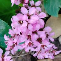 piantini di Bergenia Crassifolia