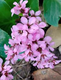 piantini di Bergenia Crassifolia