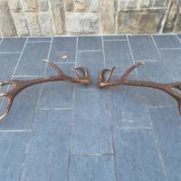 Palco cervo coppia completa