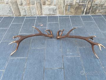 Palco cervo coppia completa