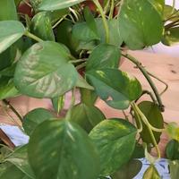 Pothos pianta appartamento in vaso di terracotta