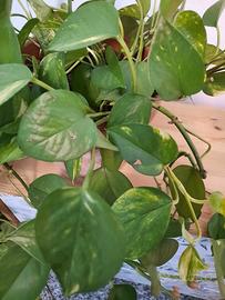 Pothos pianta appartamento in vaso di terracotta