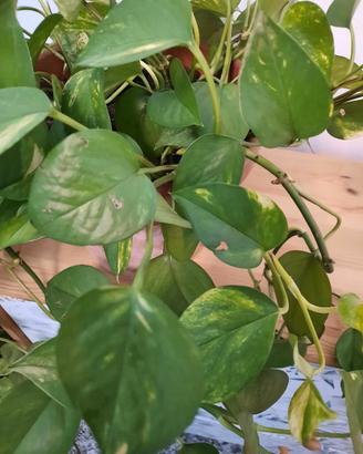 Pothos pianta appartamento in vaso di terracotta
