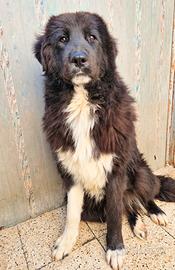 Chiama per quegli occhioni tristi