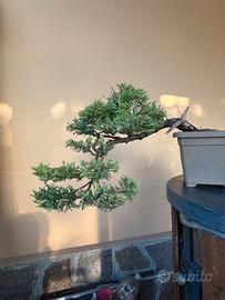 Bonsai di ginepro