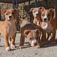Cuccioli pitbull ukc