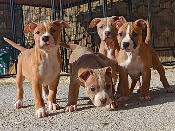 Cuccioli pitbull ukc