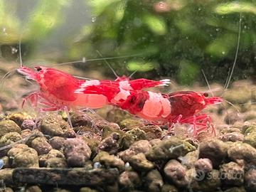 Caridine cantonensis taiwa bee