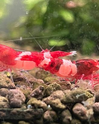 Caridine cantonensis taiwa bee