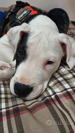 Dogo Argentino