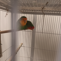 Pappagalli inseparabili rosicolli