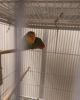 Pappagalli inseparabili rosicolli