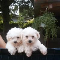 Cuccioli razza bolognese