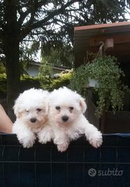 Cuccioli razza bolognese