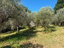 ter-agricolo-a-salisano