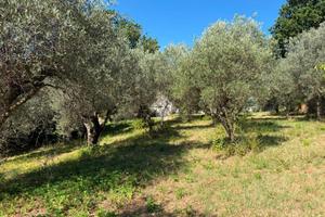 TER. AGRICOLO A SALISANO