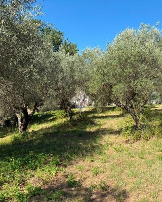 TER. AGRICOLO A SALISANO